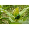 Chrysolina fastuosa (Scopoli, 1763) Złotka jasnotowa